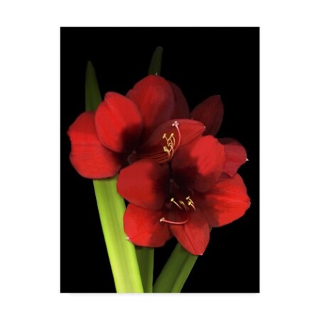 Susan S. Barmon 'Red Lion Amaryllis 1' Canvas Art,35x47